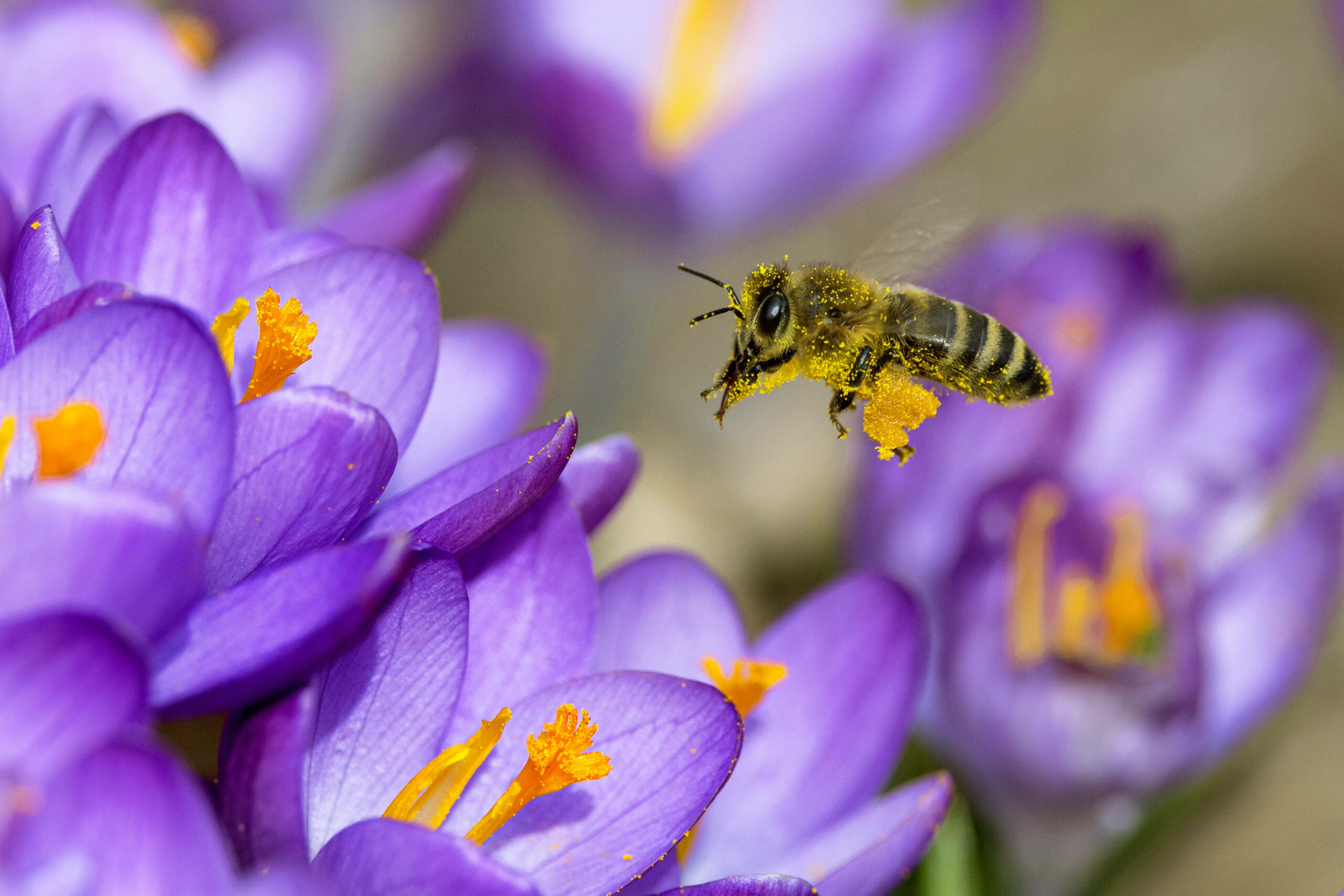 Eine Europäische Honigbiene fliegt Krokusblüten an.