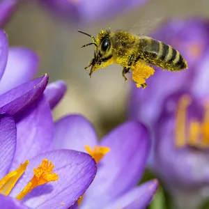 Eine Europäische Honigbiene fliegt Krokusblüten an.