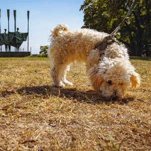 Ganz schön trocken: Das verwirrt sogar den Hund.