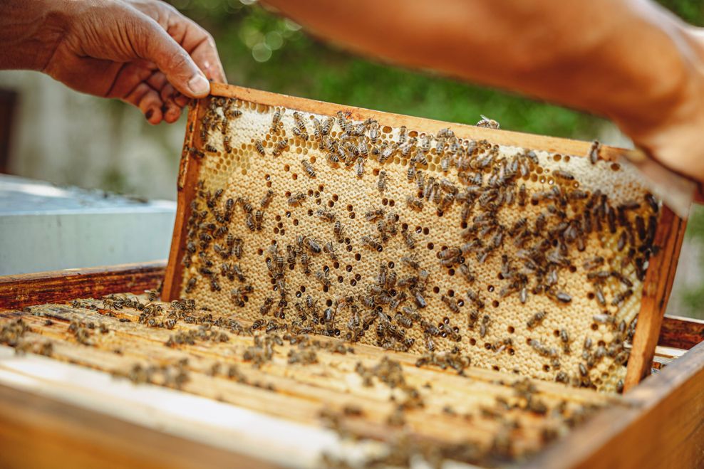 Eine Zwischenwand mit Honigbienen, Nahaufnahme.