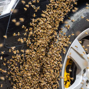 Bienen am Reifen des Autos, Nahaufnahme.