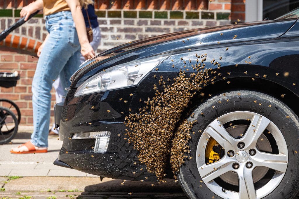 Bienen schwärmen um den Vorderreifen eines Autos herum
