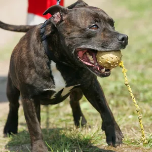 Staffordshire-Bullterrier (Symbolbild).