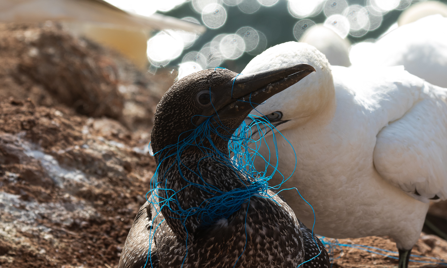 Basstölpel-Küken mit Plastik