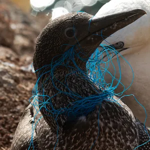 Basstölpel-Küken mit Plastik