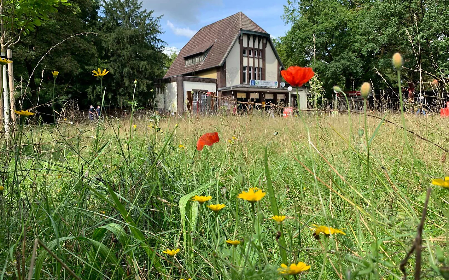 Auf der Ohlsdorfer Wildblumenwiese wurde die seltene Grabwespe entdeckt.