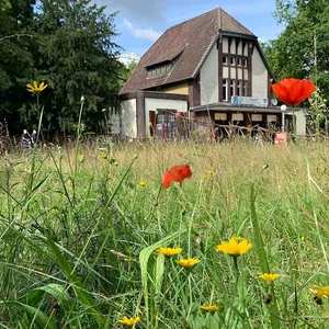 Auf der Ohlsdorfer Wildblumenwiese wurde die seltene Grabwespe entdeckt.