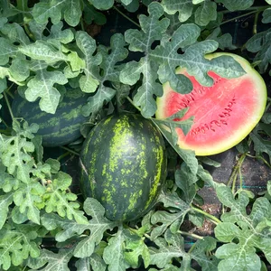 Zwei ganze und eine halbe Wassermelone liegen zwischen den Blättern der Wassermelonen-Pflanzen.