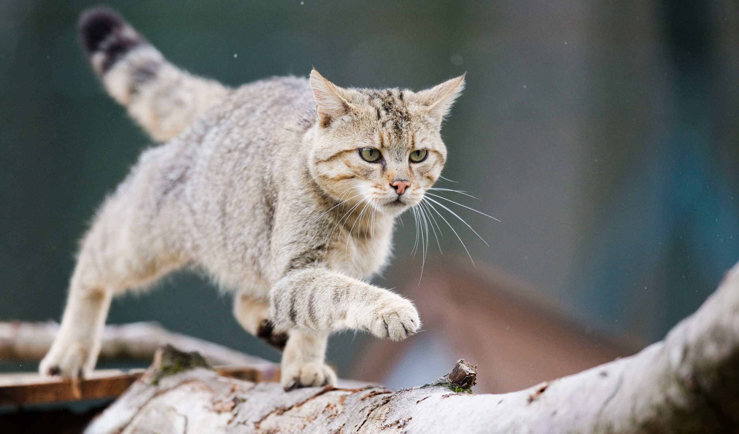 Eine Wildkatze (Felis silvestris) klettert im Wildkatzengehege vom NABU Niedersachsen im Harz.