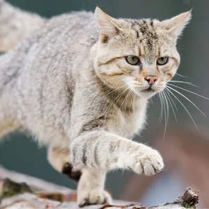 Eine Wildkatze (Felis silvestris) klettert im Wildkatzengehege vom NABU Niedersachsen im Harz.