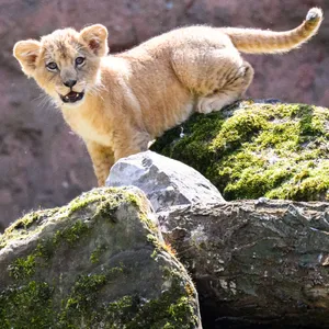Ziemlich flauschig und ziemlich gefährlich: Ein junger Löwe hockt im Gehege im Zoo Hannover.