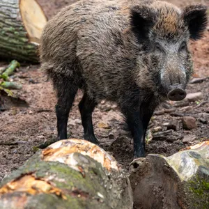 Ein Wildschwein