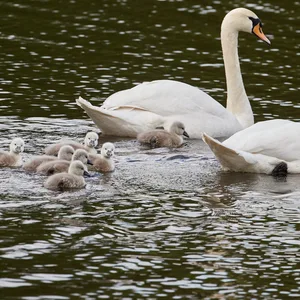 In diesem Jahr freut sich der Hamburger Schwanenvater vor allem über die Küken auf der Alster.