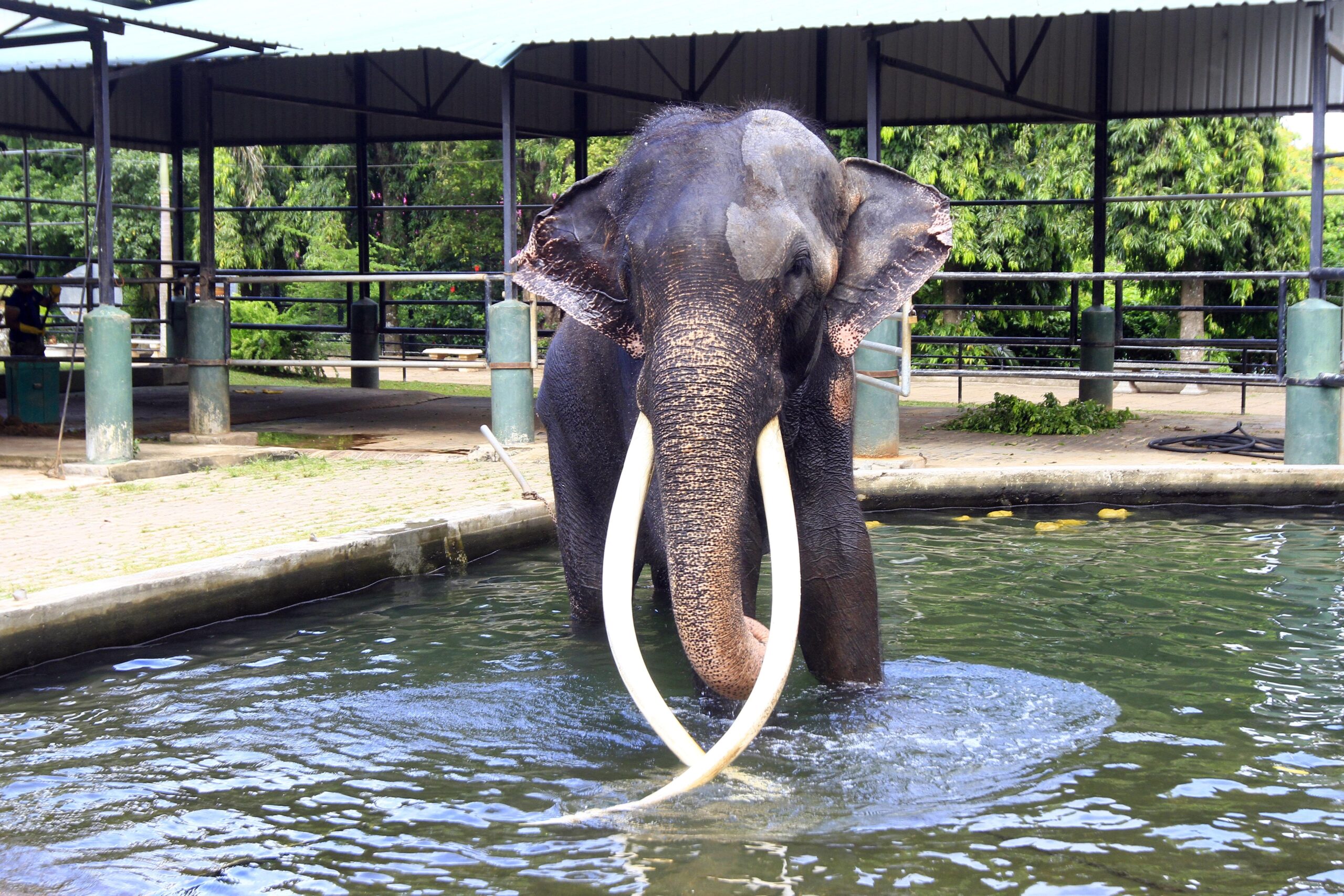 Sak Surin Elefant Thailand