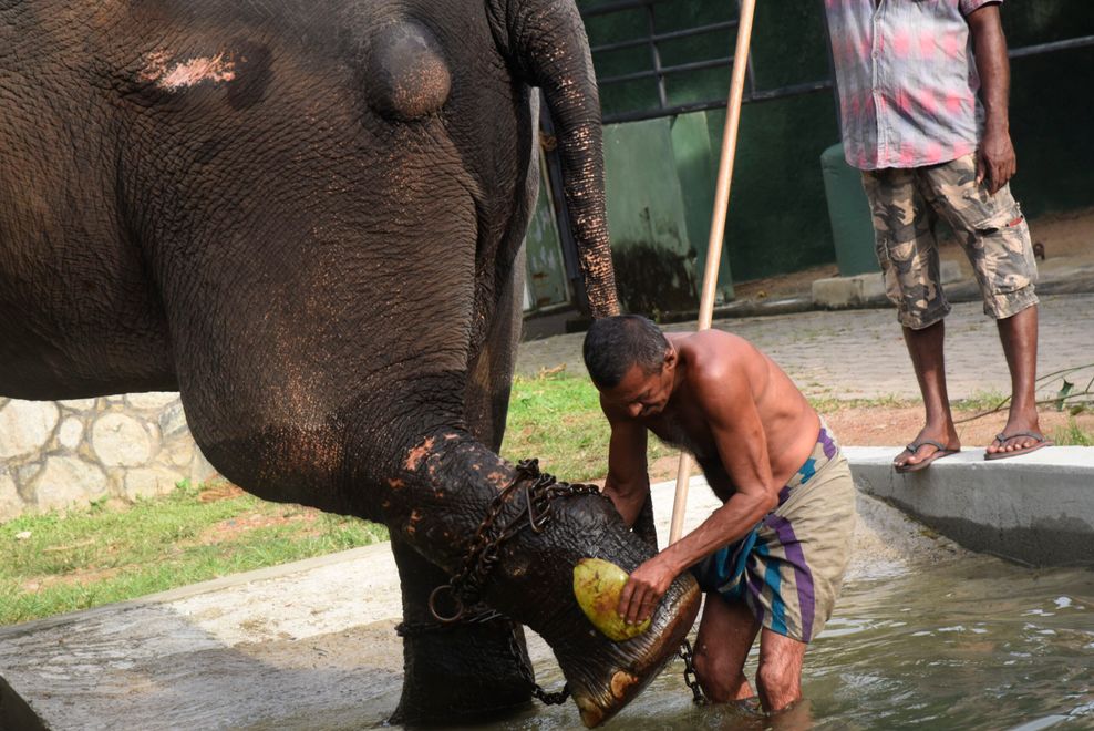 Ein Pfleger im Dehiwala Zoo zeigt einen nahezu verheilten Abszess am Bein von Sak Surin.
