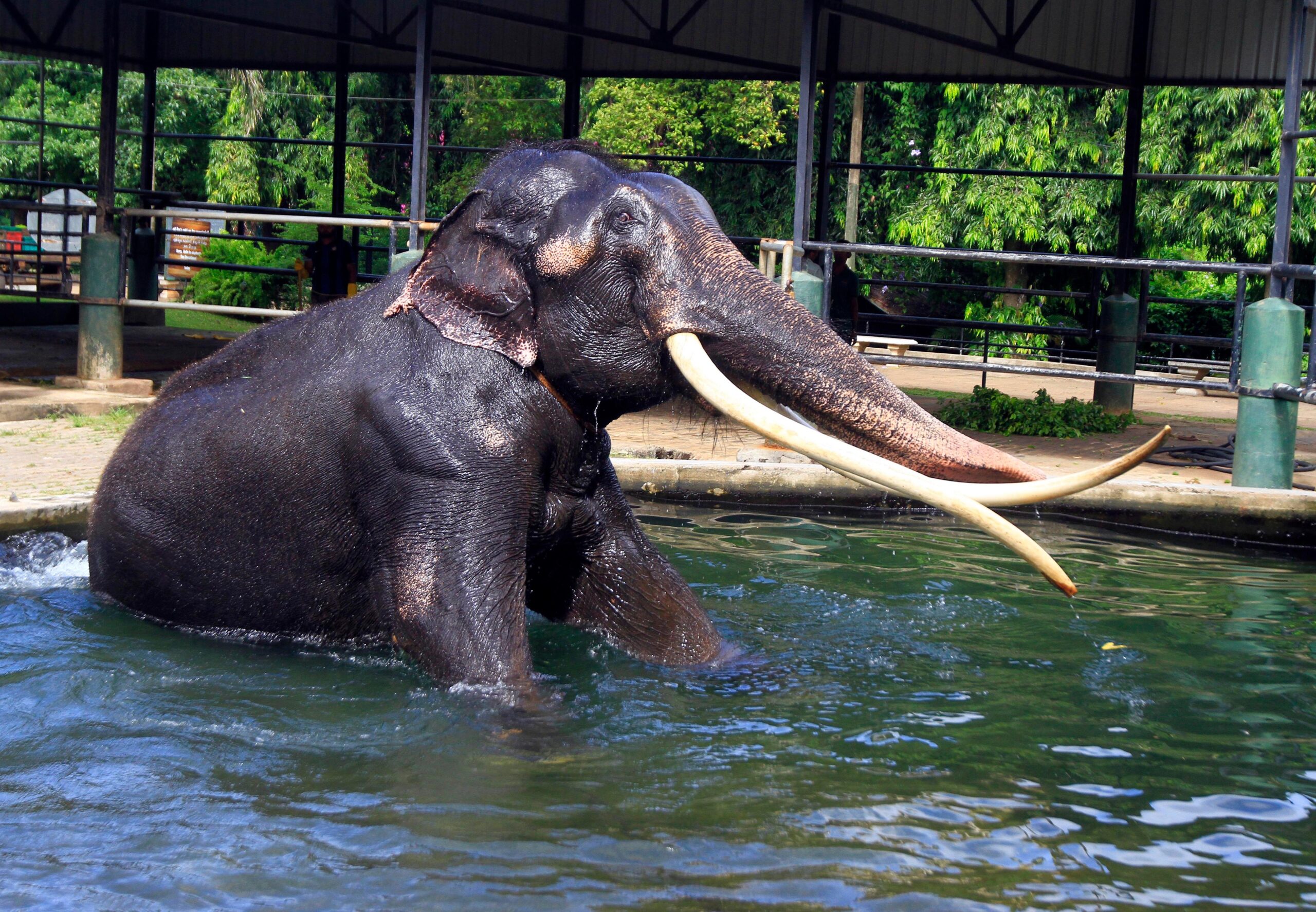 Jahrelang musste der Elefant, der in Thailand Sak Surin genannt wird, in Sri Lanka Schwerstarbeit leisten.