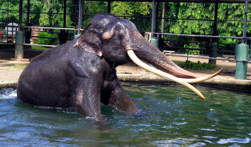 Tailandia trae a casa elefantes maltratados: ¿final feliz para Sak Surin?