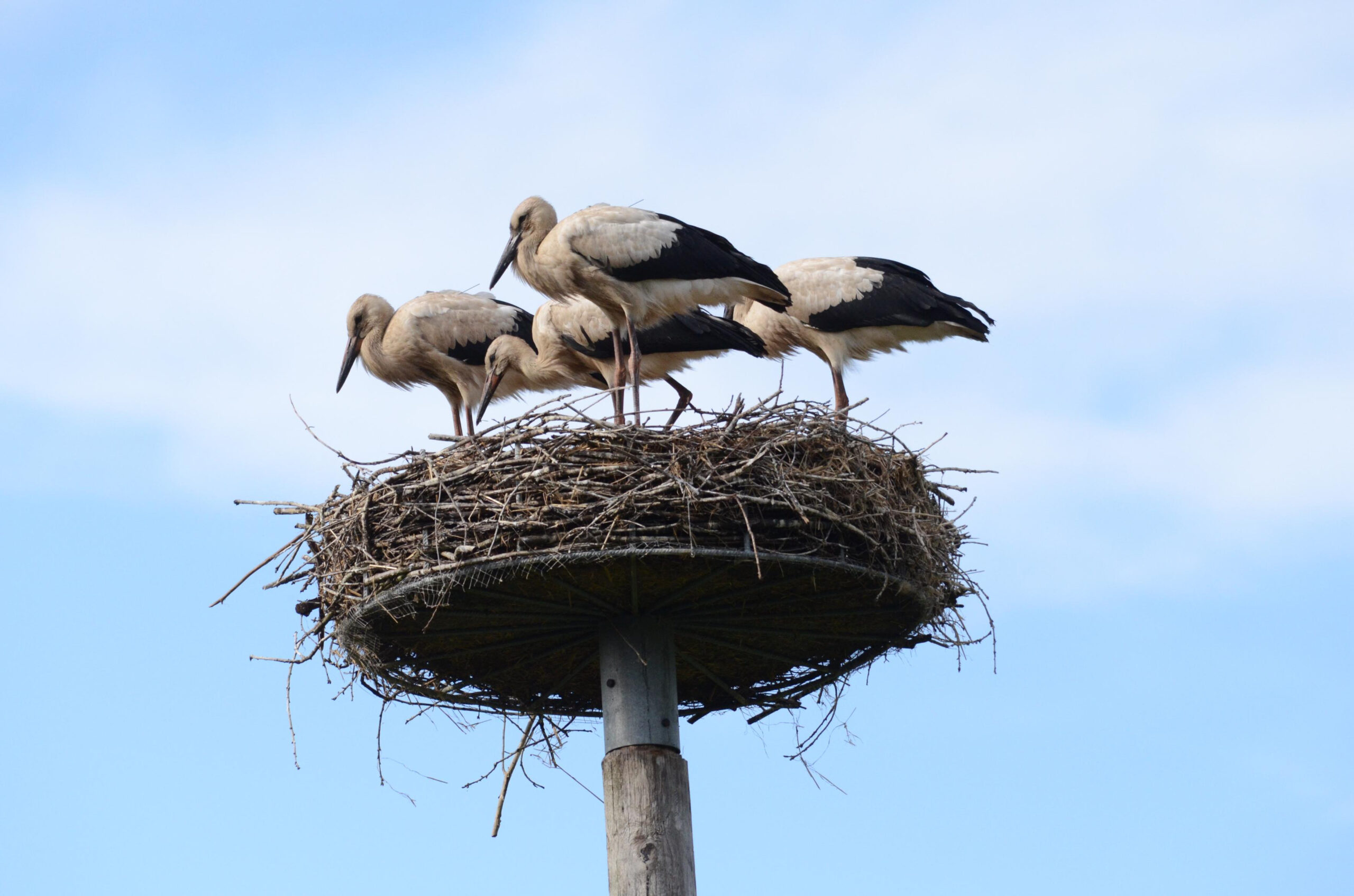 Storch Findus (vorne Mitte) steht im Nest mit seinen Geschwistern.