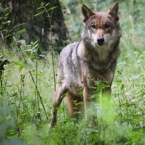 Wolf