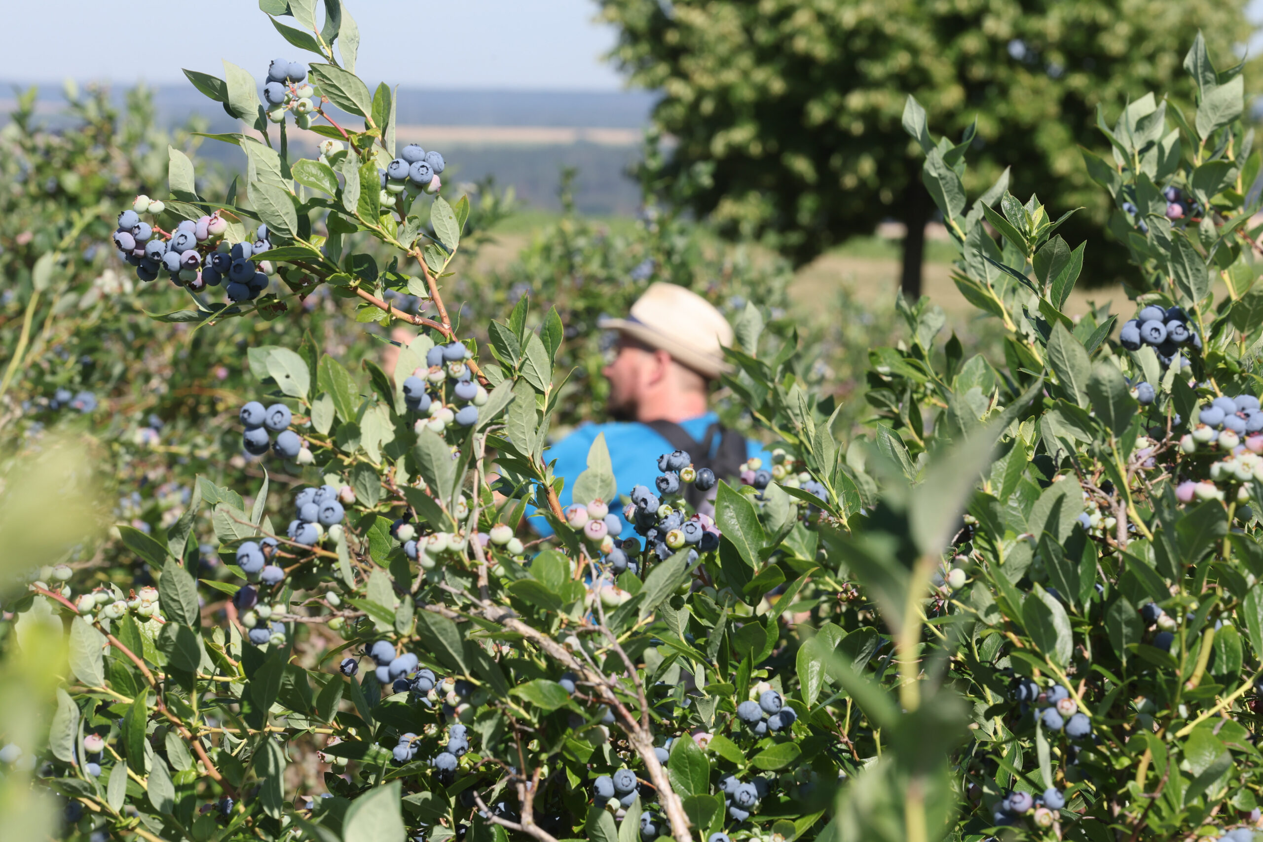 Die deutschen Heidelbeeren werden immer teurer – und das wird zunehmend zum Problem.