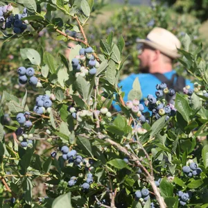 Die deutschen Heidelbeeren werden immer teurer – und das wird zunehmend zum Problem.