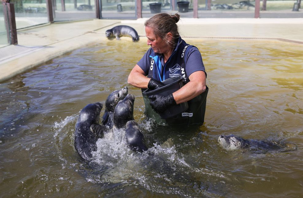 Tanja Rosenberger, Leiterin der Seehundstation Friedrichskoog, bei der Fütterung der Heuler