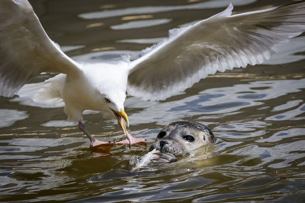 Eine Möwe greift sich einen Fisch, den ein Seehund gerade fressen will.