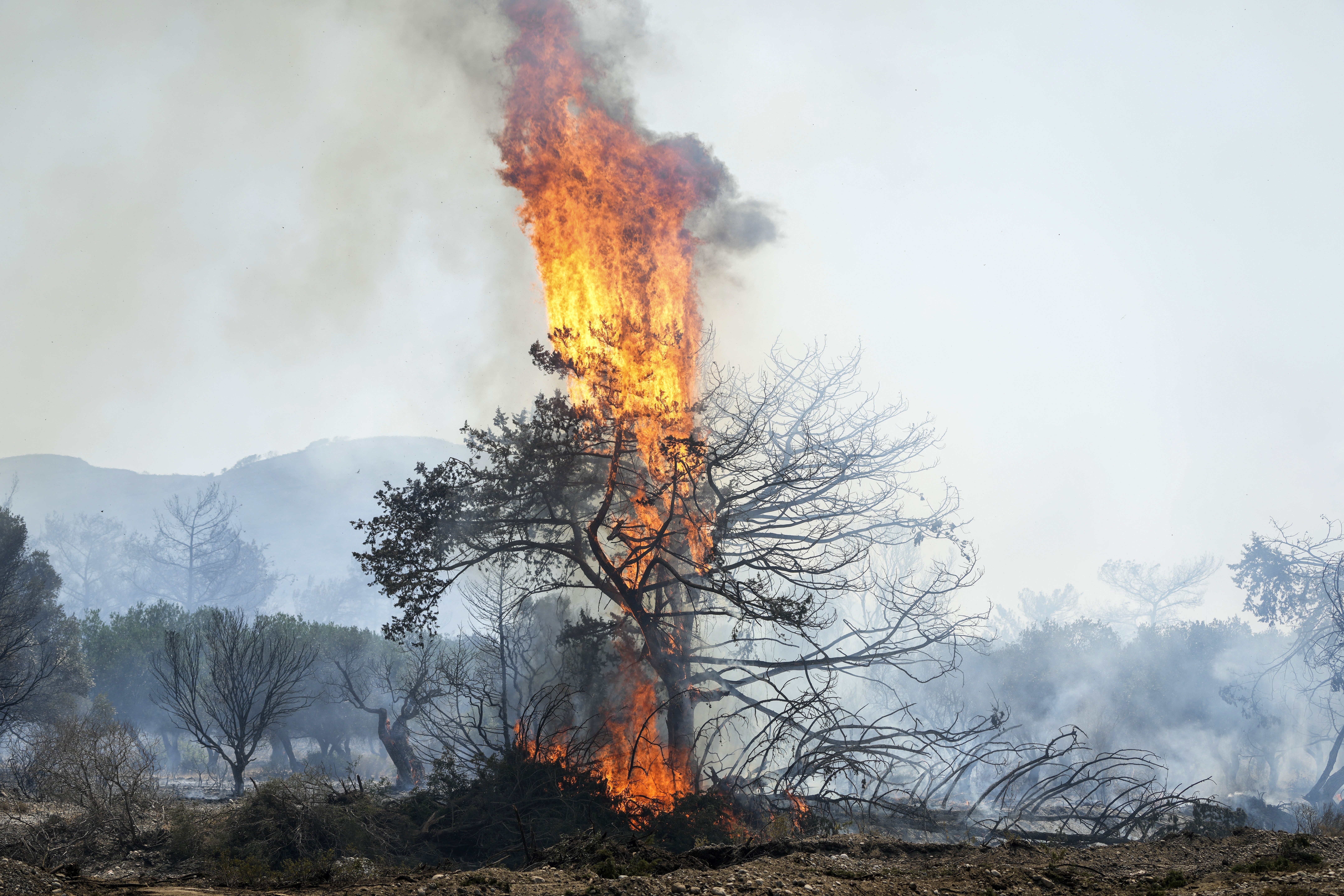 Nahe der Ortschaft Vati im Süden der Insel Rhodos steht ein Baum in Flammen. Starke Winde erschweren den Kampf gegen die Waldbrände auf der griechischen Ferieninsel Rhodos.