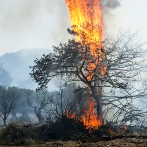 Nahe der Ortschaft Vati im Süden der Insel Rhodos steht ein Baum in Flammen. Starke Winde erschweren den Kampf gegen die Waldbrände auf der griechischen Ferieninsel Rhodos.