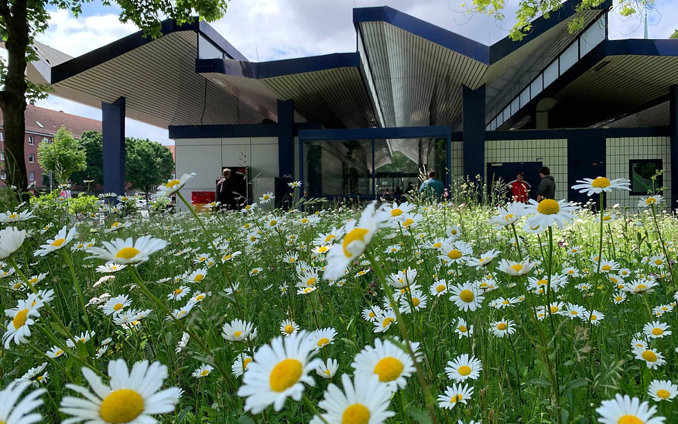 An der Haltestelle Burgstraße im Stadtteil Hamm haben die Artenschützer mit dem hvv Gänseblümchen gepflanzt.