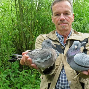 Christian Erdmann von der Wildtierstation Elmshorn hält zwei Tauben in den Händen