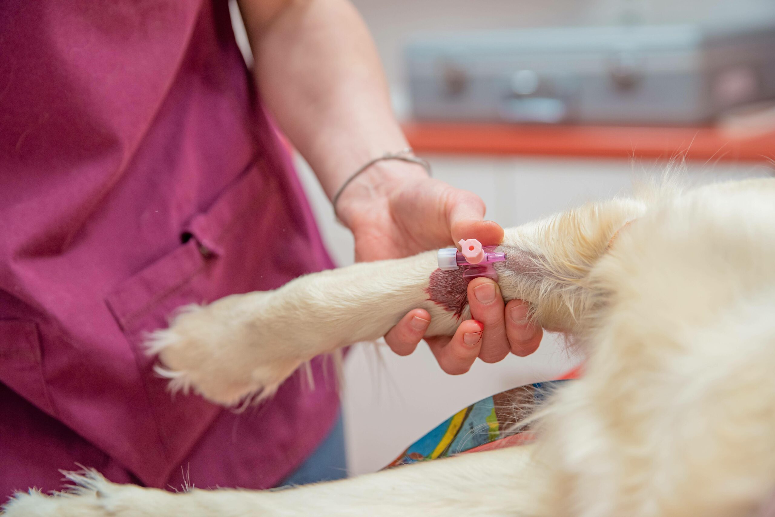 Ein Hund beim Tierarzt