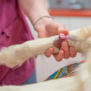 Ein Hund beim Tierarzt