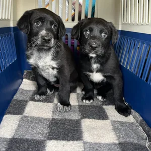 Die Welpenmafia macht sich das putzige Aussehen der Hundebabys zunutze