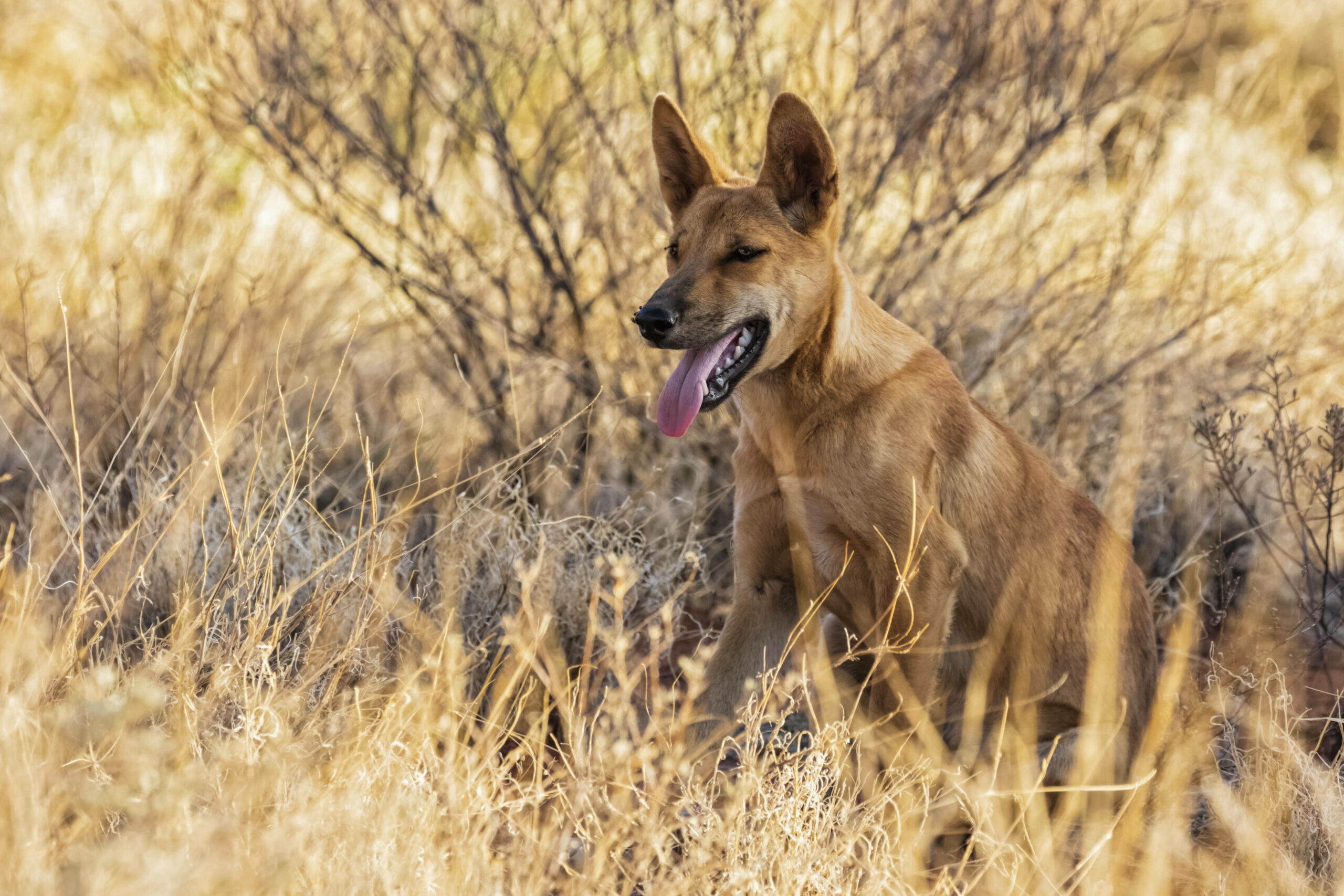 In Australien häufen sich die Dingo-Attacken. (Symbolbild)