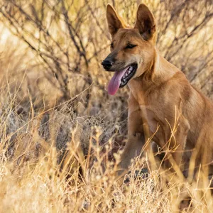 In Australien häufen sich die Dingo-Attacken. (Symbolbild)