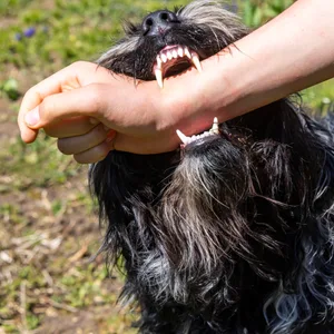Bissiger Hund
