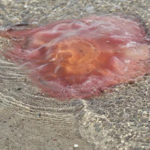 Eine an den Ostseestrand angespülte Feuerqualle in Timmendorfer Strand. (Archivbild)