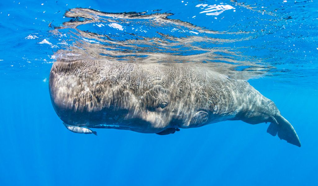 La Palma: Hallan vómito de ballena valorado en 500.000€