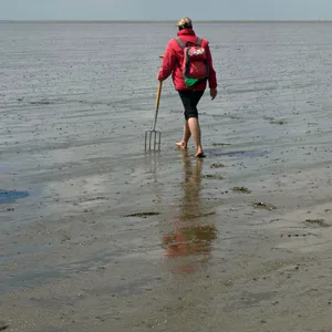 Zwei Frauen wandern bei Niedrigwasser durchs Watt.