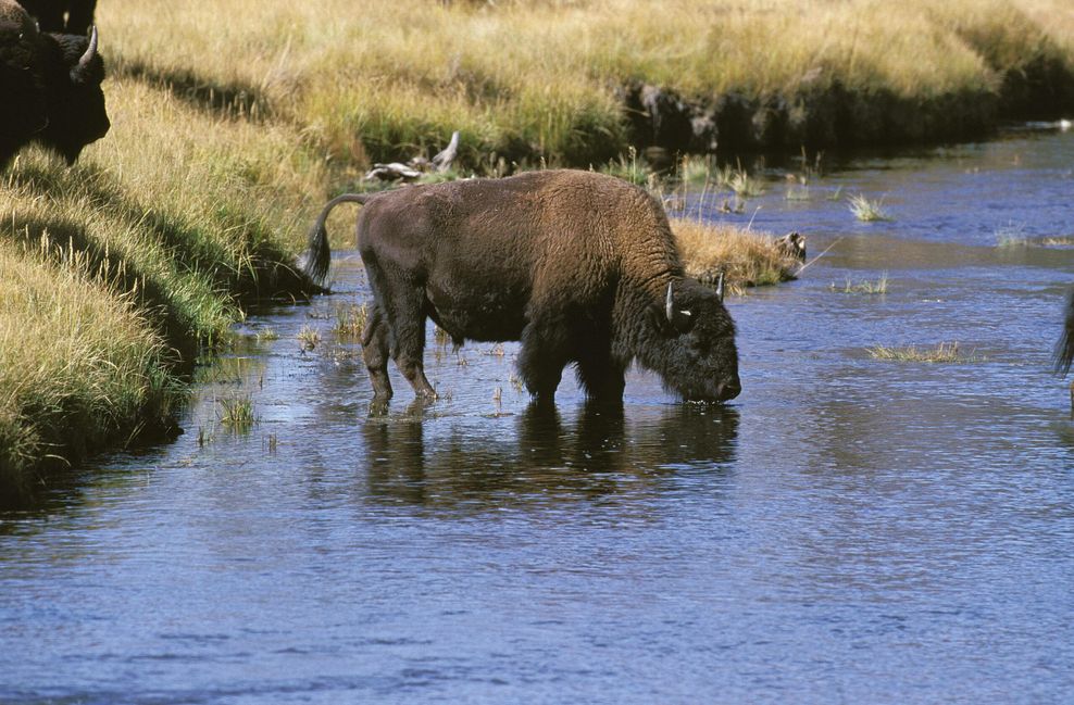 Im Yellowstone-Nationalpark hat ein Tourist den Tod eines Bison-Kälbchens verursacht. (Symbolbild)