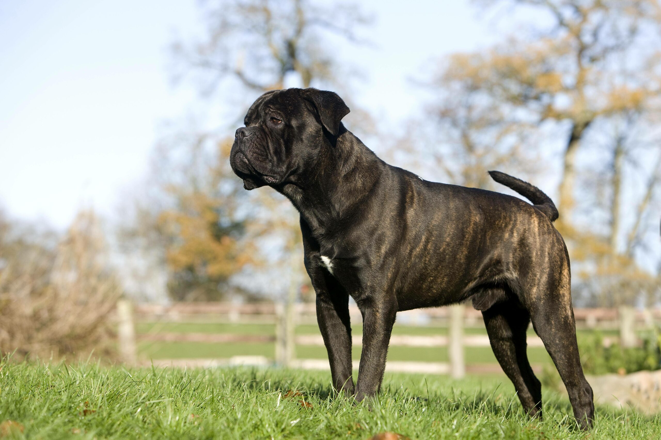 Ein Hund der Rasse Lane Torso steht auf einer Wiese.