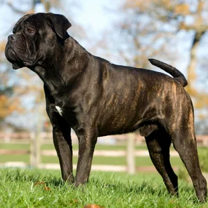 Ein Hund der Rasse Lane Torso steht auf einer Wiese.