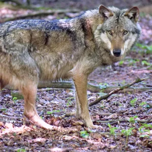Ein Europäischer Grauwolf. (Symbolbild)