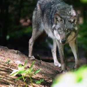 Wolf im Wald
