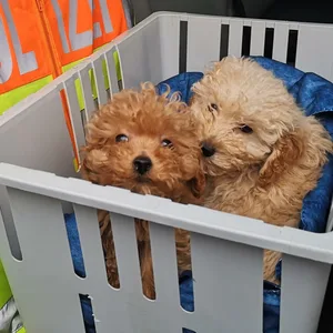 Eine Box, in der zwei Toypudel-Welpen sind.