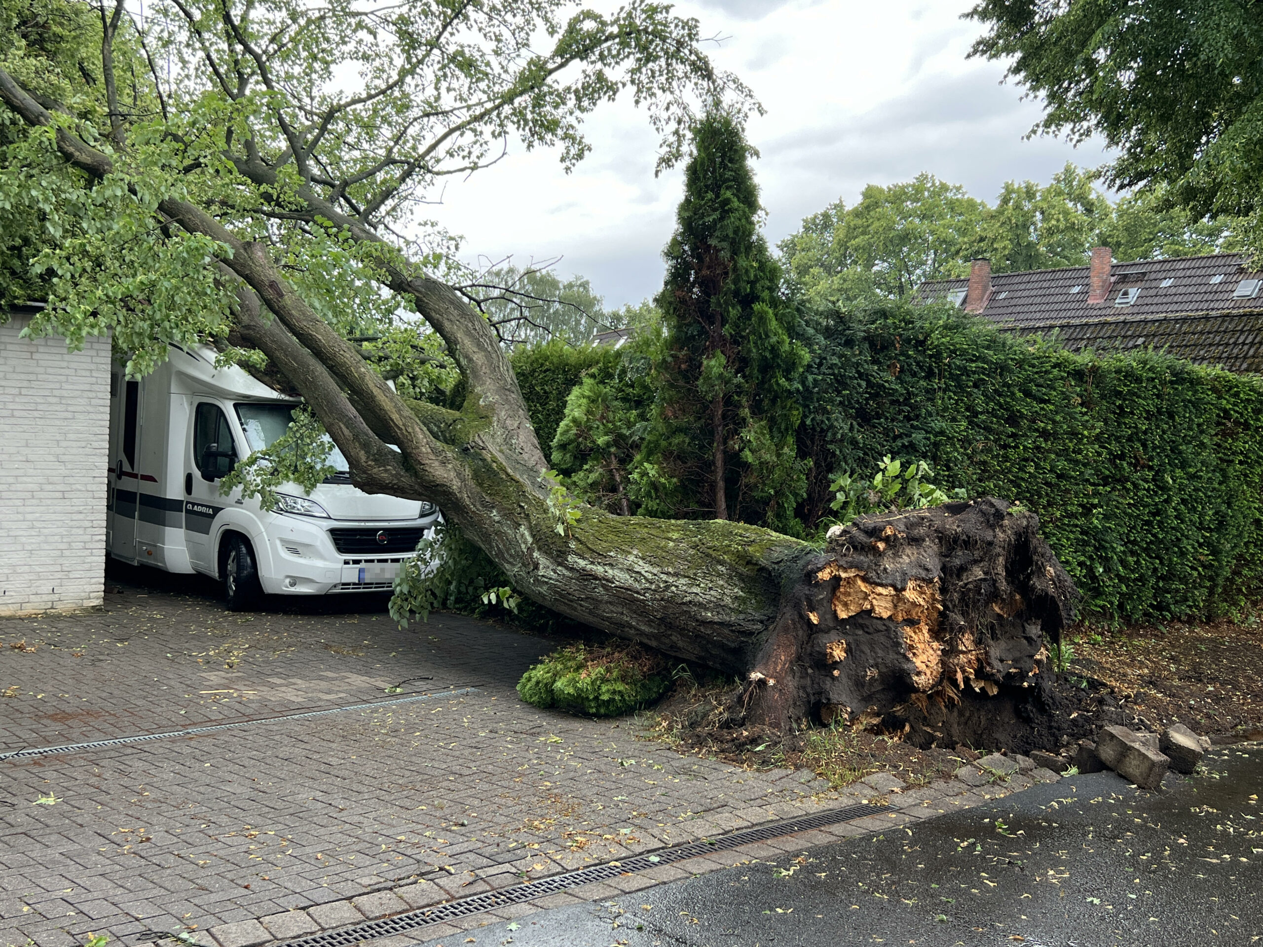 Wie hier in Rellingen wurden an verschiedenen Orten im Hamburger Umland umgestürzte Bäume gemeldet.