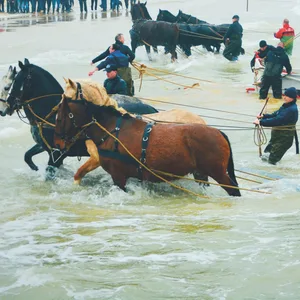 Seenotrettung auf Ameland mit Pferden