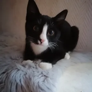 Eine Katze, schwarz mit weißen Pfoten und einem weißen Streifen im Gesicht und auf der Brust