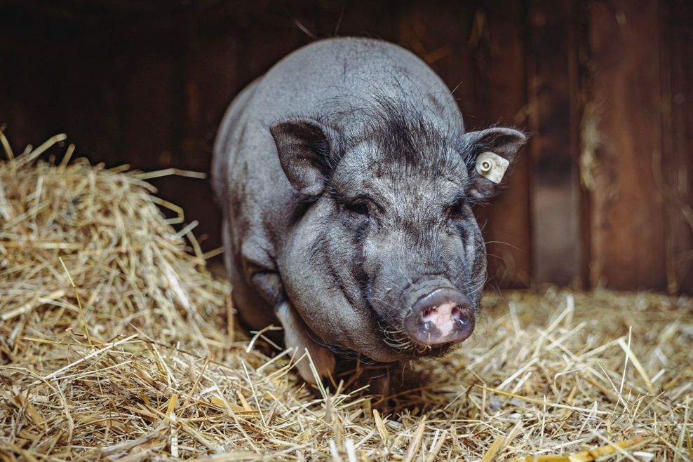 Aufnahme des Mini-Hängebauchschweins Ollie